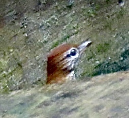 Wood Thrush (Hylocichla mustelina), photo 8