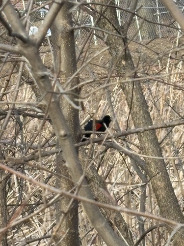 Red-winged Blackbird