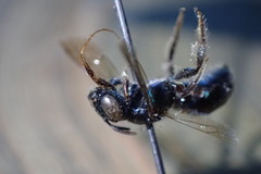 Calloceratina