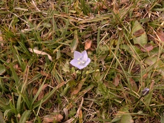 Lomatogonium carinthiacum