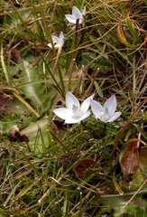 Lomatogonium carinthiacum