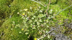 Ranunculus hyperboreus