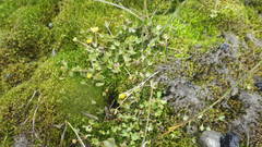 Ranunculus hyperboreus