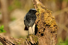 Phoenicurus ochruros