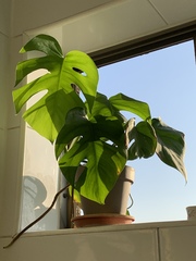 Monsteroideae