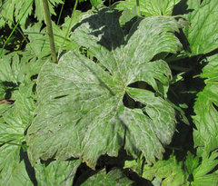 Erysiphe aquilegiae