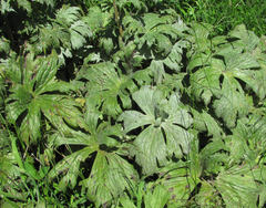 Erysiphe aquilegiae