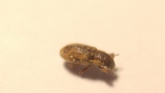 Microlarinus