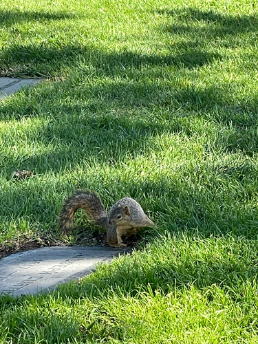 Eastern Fox Squirrel