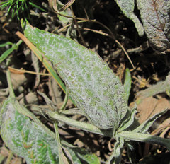 Neoerysiphe galeopsidis