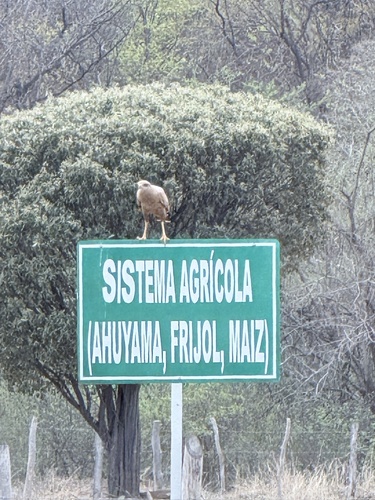 Savanna Hawk