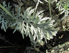Erysiphe knautiae