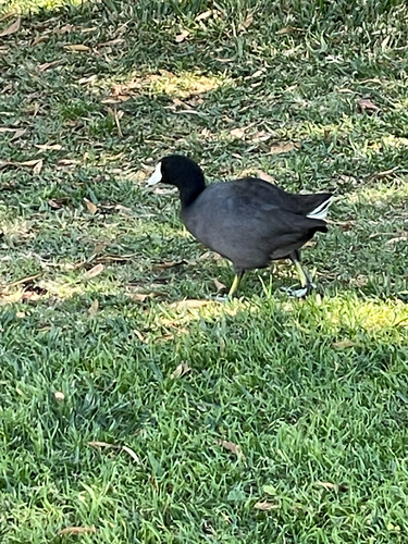 American Coot