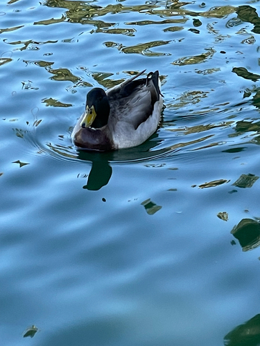 Duck