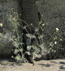 Erysiphe knautiae