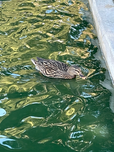Duck