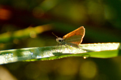 Ancyloxypha nitedula