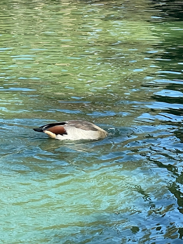 Egyptian Goose