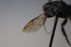 Calloceratina
