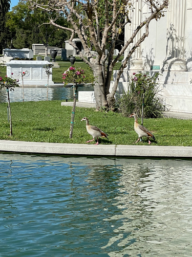 Egyptian Goose