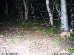 Sylvilagus cunicularius insolitus