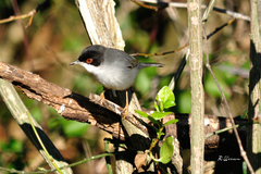 Curruca melanocephala