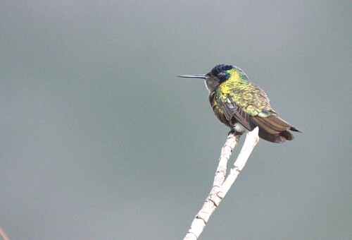 Hooded Visorbearer