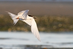 White-Fronted Tern photo 4