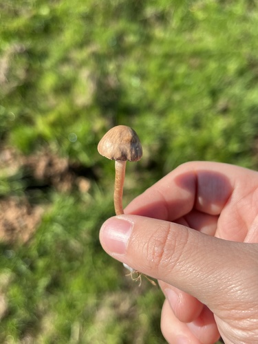 iNaturalist observation photo of Mottlegills