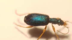 Drypta dentata