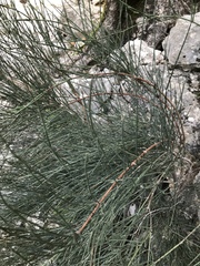 Ephedra fragilis