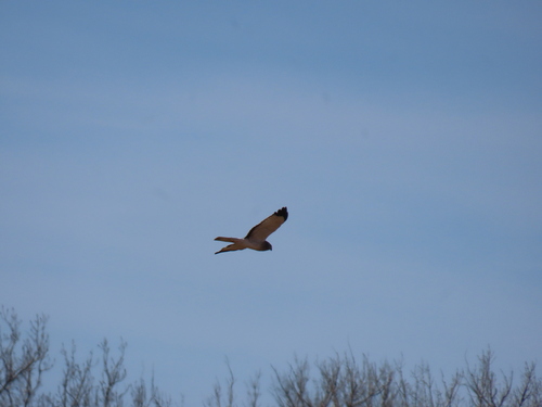 Northern Harrier