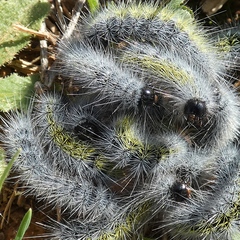 Thaumetopoea herculeana