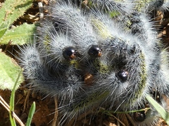 Thaumetopoea herculeana