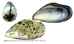 Mytilus unguiculatus
