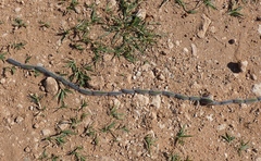 Thaumetopoea herculeana