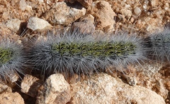 Thaumetopoea herculeana