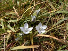 Lomatogonium carinthiacum