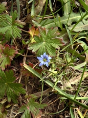 Gentiana karelinii