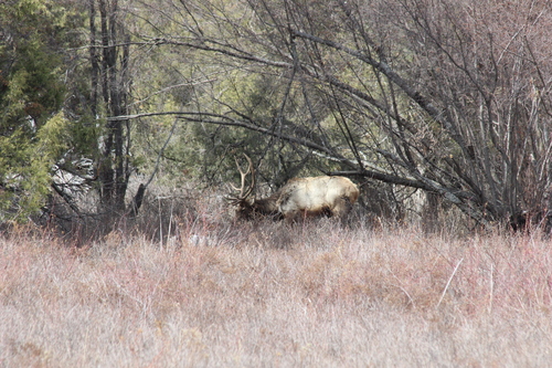 Elk photographed in Montana