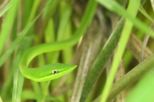 Green Vine Snake