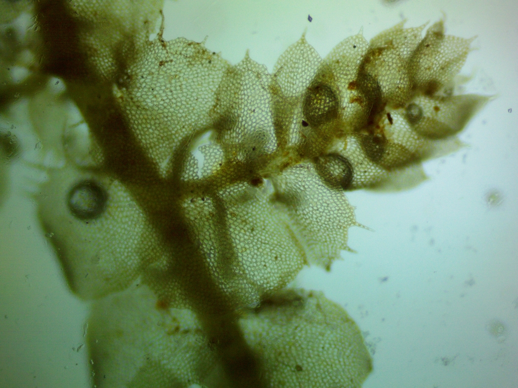 Jubulopsaceae