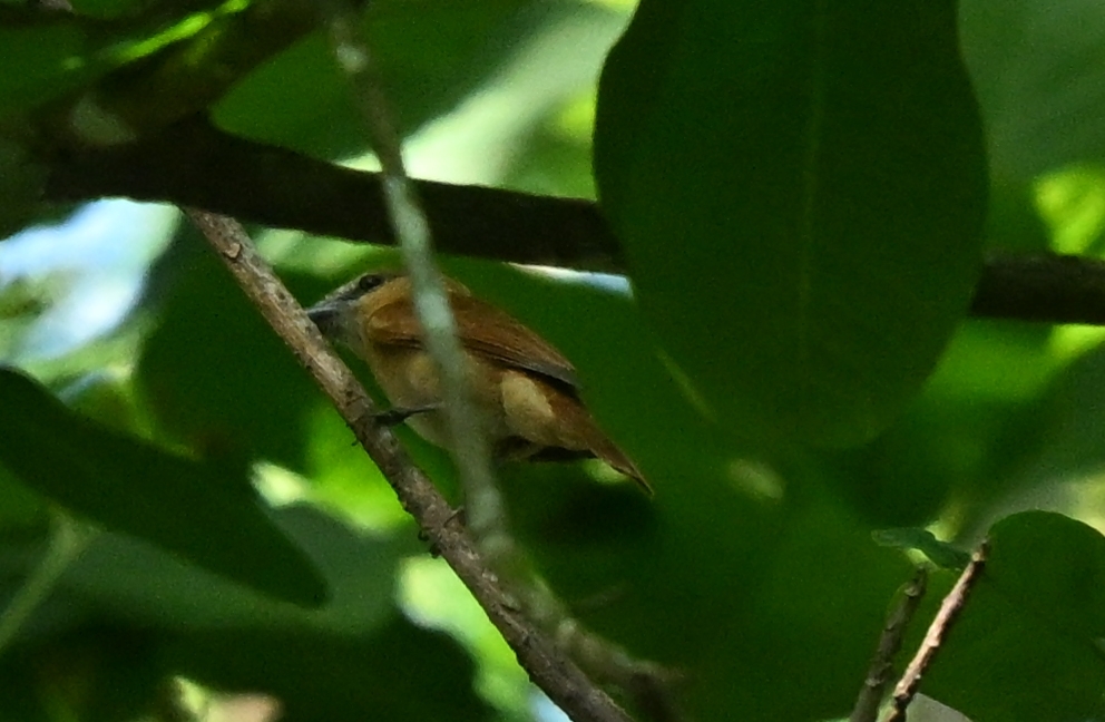 Cinnamon Becard (Pachyramphus cinnamomeus), photo 8