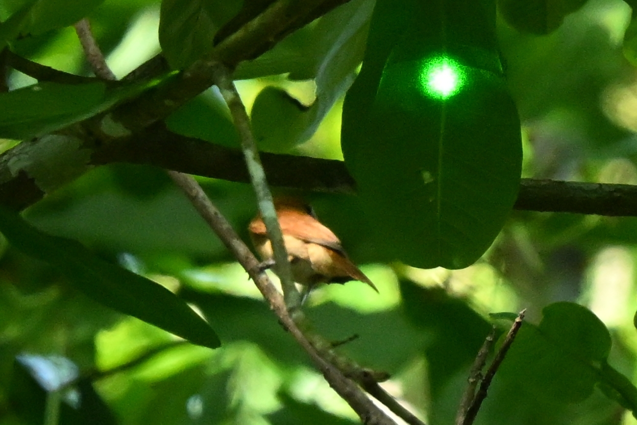 Cinnamon Becard (Pachyramphus cinnamomeus), photo 9
