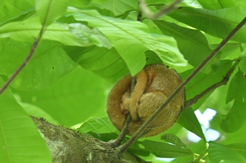 Cyclopes dorsalis