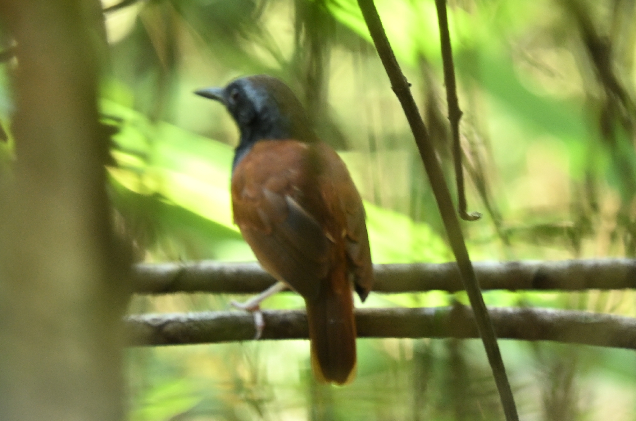 White-bellied Antbird (Myrmeciza longipes), photo 1