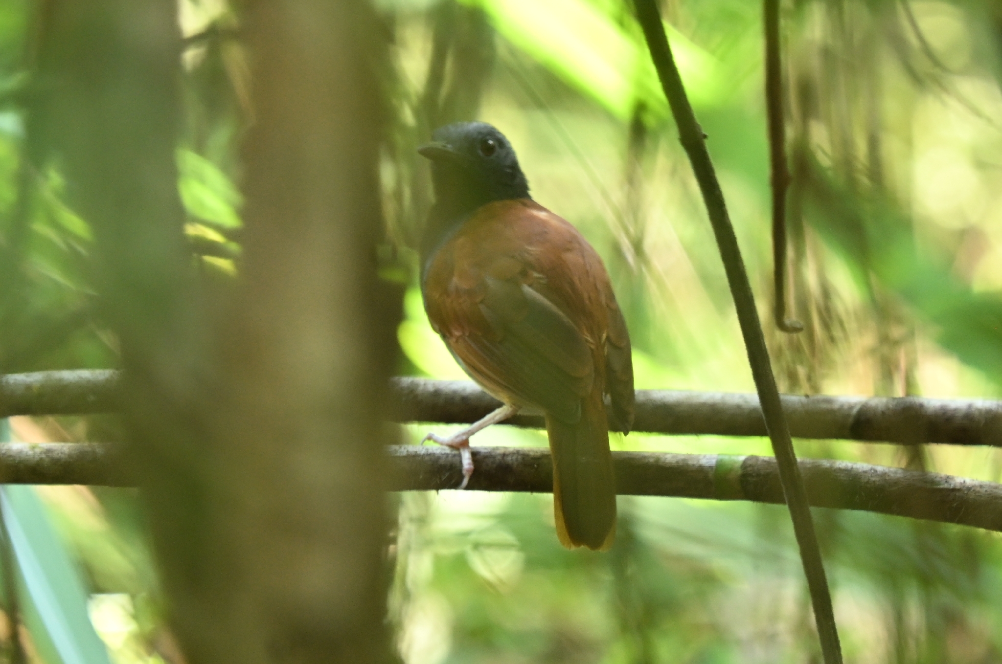 White-bellied Antbird (Myrmeciza longipes), photo 2