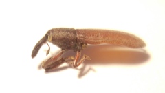 Lixus punctiventris