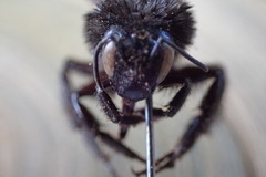 Bombus mexicanus