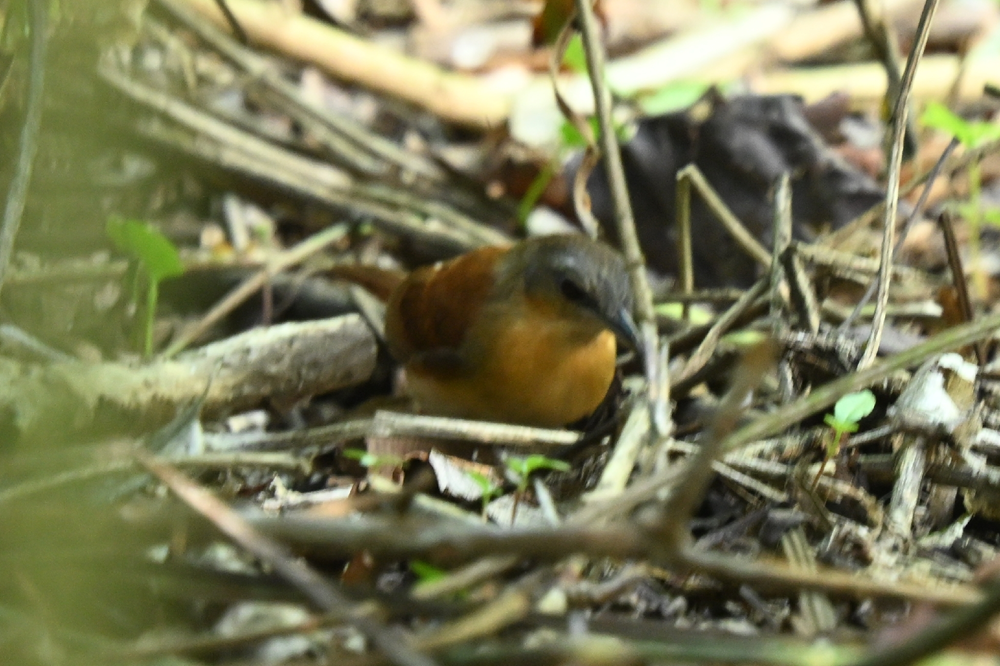 White-bellied Antbird (Myrmeciza longipes), photo 3